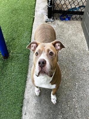 BELLA, American Bulldog, senior, available for adoption