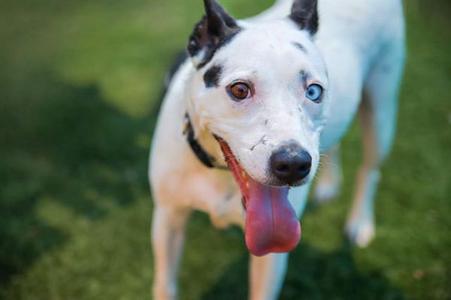 BELLA, Pit Bull Terrier, senior, available for adoption