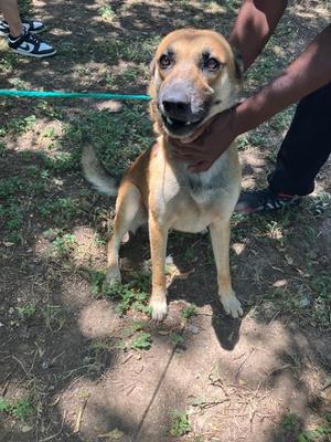 BOE, German Shepherd Dog, adult, available for adoption