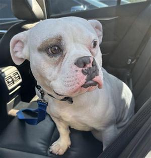 DEWY, Pit Bull Terrier, adult, available for adoption