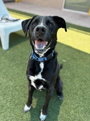 BELLA, Labrador Retriever / Pit Bull Terrier, adult, available for adoption