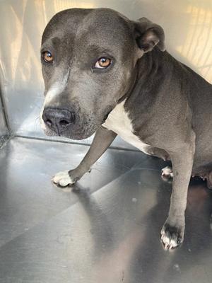 A gray and white dog with brown eyes standing on a metallic surface.