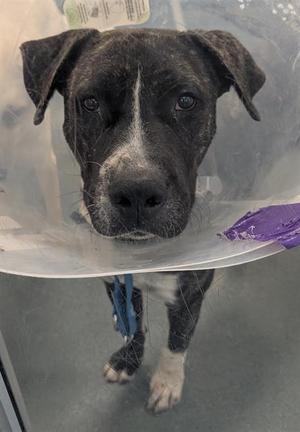 A black and white dog wearing a cone, standing on a gray floor.