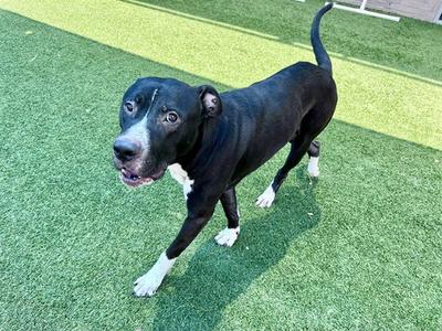 BELTO, Pit Bull Terrier, adult, available for adoption