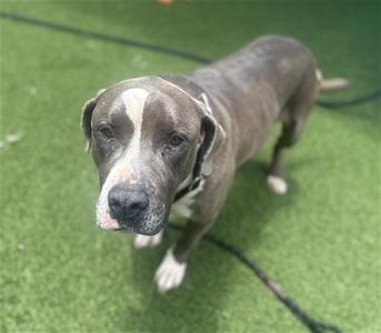 BRUNO, American Bulldog, adult, available for adoption