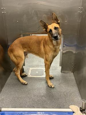 CONNOR, German Shepherd Dog, adult, available for adoption