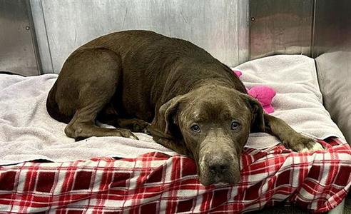 BLUE, Pit Bull Terrier, adult, available for adoption
