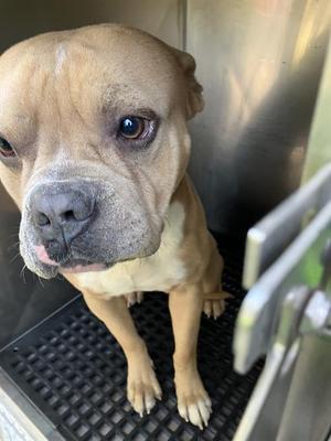 BING, Pit Bull Terrier, adult, available for adoption