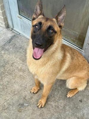 BEANIE, Belgian Shepherd Malinois, adult, available for adoption