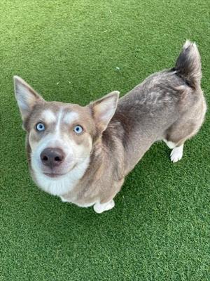 DAISY, Siberian Husky, adult, available for adoption