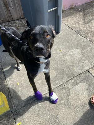 BOBA, German Shepherd Dog, adult, available for adoption