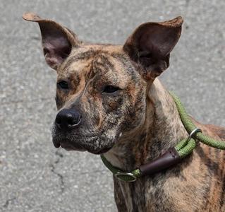 Mimi - NEW INFO, Terrier, adult, available for adoption