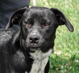 Moana, Labrador Retriever, young, available for adoption
