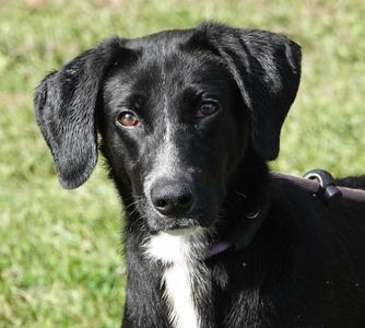 Autumn, Black Labrador Retriever, adult, available for adoption
