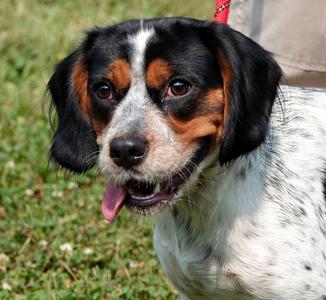 Radar, Spaniel, young, available for adoption