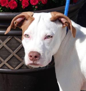 Kink, Terrier, puppy, available for adoption