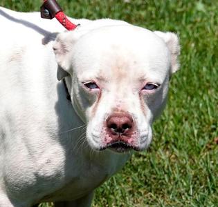 Norma, Terrier, adult, available for adoption