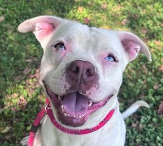 Norma, Terrier, adult, available for adoption