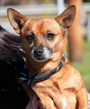 Goblin, Chiweenie, adult, available for adoption