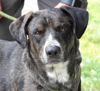 Lou, Catahoula Leopard Dog, adult, available for adoption