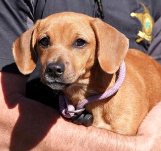 Ghoul, Chiweenie, young, available for adoption