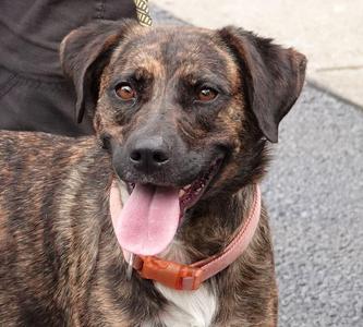 Ms. Wiggles, Mountain Cur, young, available for adoption