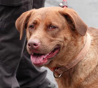 Nugget, Retriever, young, available for adoption