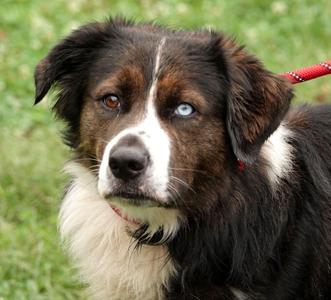 Zeus, Australian Shepherd / Saint Bernard, adult, available for adoption