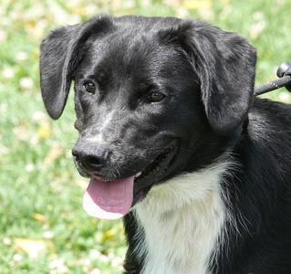 Maui, Labrador Retriever, young, available for adoption
