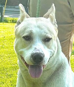 Maxx, Husky, adult, available for adoption