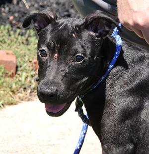 Jade, Terrier, puppy, available for adoption