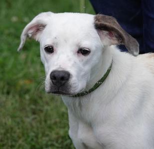 Chanelle, Terrier, puppy, available for adoption