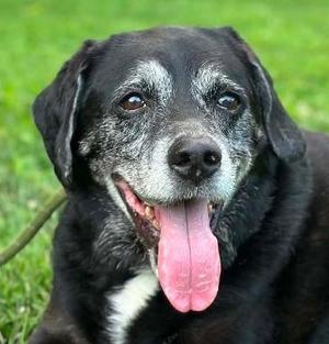 April, Retriever, senior, available for adoption