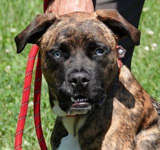 Meg, Boxer, young, available for adoption