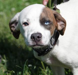Winston, Terrier, puppy, available for adoption