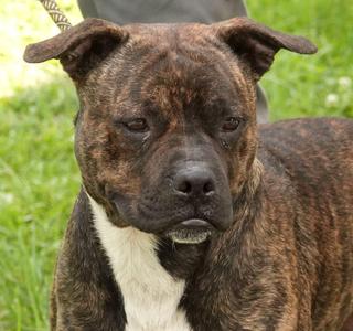 Frack, Terrier, young, available for adoption