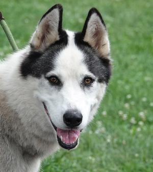 A close-up of a husky dog with black and white fur, standing in a grassy area. The dog has pointed ears, dark eyes, and a black nose, and its mouth is open with its tongue visible. The background is a green lawn with small white flowers.