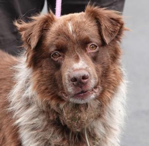 Bolt, Australian Shepherd, senior, available for adoption