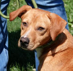 Rusty, Dachshund / Labrador Retriever, young, available for adoption