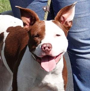 Myra, Terrier, young, available for adoption