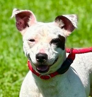 Domino, Jack Russell Terrier, adult, available for adoption