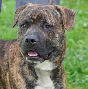 A brindle and white dog with floppy ears and a black muzzle, standing in a grassy area.