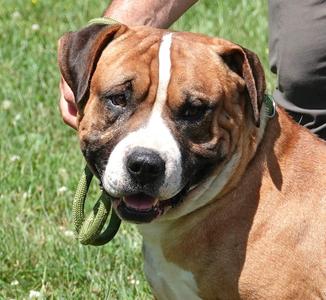 Skubal, Mastiff, senior, available for adoption