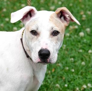 Goat, Labrador Retriever, young, available for adoption