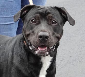 Klinger, Labrador Retriever / Rottweiler, young, available for adoption