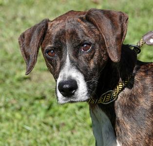 Sprinkles, Mountain Cur, adult, available for adoption