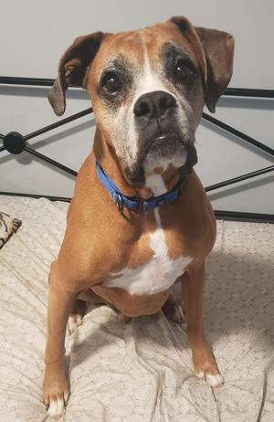 Dempsey, Boxer, adult, available for adoption