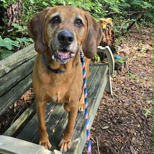 Copper, Coonhound, senior, available for adoption
