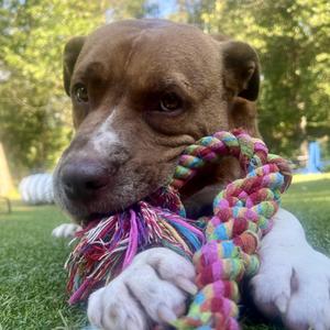 Hogan, Terrier, adult, available for adoption