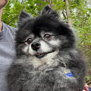 Jazzy, Pomeranian, senior, available for adoption